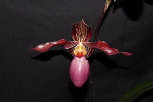 Paphiopedilum Tristar Ruby Lawrence Feldman AM/AOS